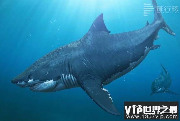 最大的鲨鱼排名前十——巨齿鲨14.2-20.3米