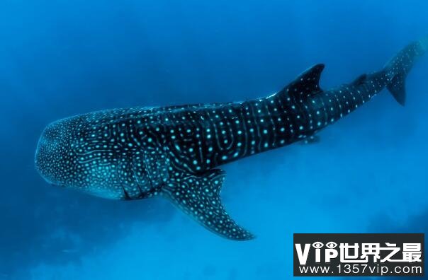 最大的鲨鱼排名前十——鲸鲨15米