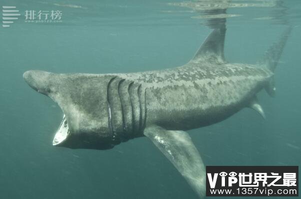 最大的鲨鱼排名前十——姥鲨7.9米