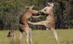 澳大利亚最危险的十大动物 排在第一的竟然是袋鼠！