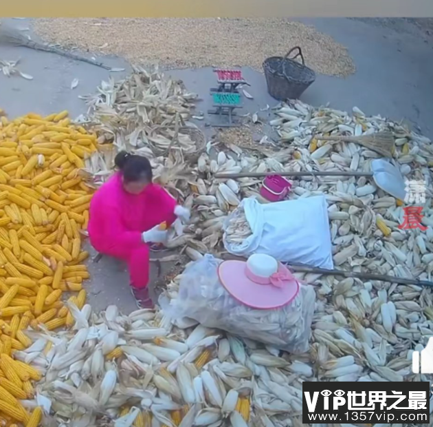 岳母来走亲戚结果连剥十几天玉米 玉米怎么剥更轻松