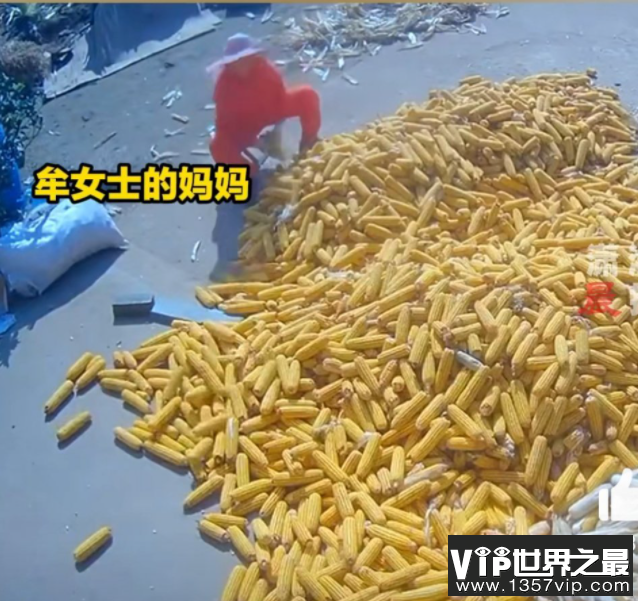 岳母来走亲戚结果连剥十几天玉米 玉米怎么剥更轻松