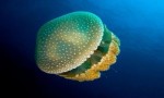 世界十大最美水母 看起来美丽而又危险