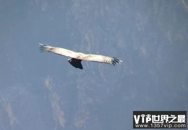世界上飞的最高的鸟TOP10 黑白兀鹫可以翱翔万米高空