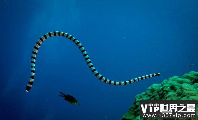 世界十大最危险海洋生物 充满危险让人毛骨悚然