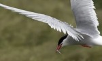 生活在北极的十种动物 北极燕鸥每年要飞行4万多公里！