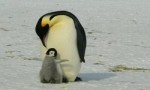 生活在南极的八种动物 帝企鹅为南极独有
