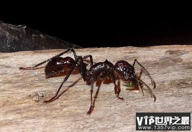世界上最危险的十大昆虫 排第一的竟然是蚊子！