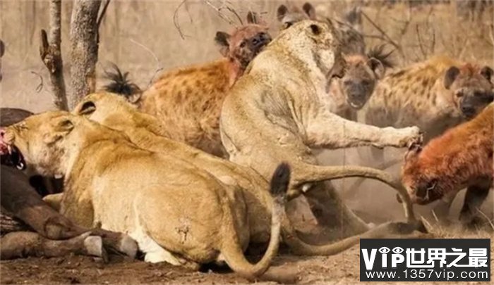 狮子那么厉害，为什么不把烦人的鬣狗全部消灭，以消除威胁？