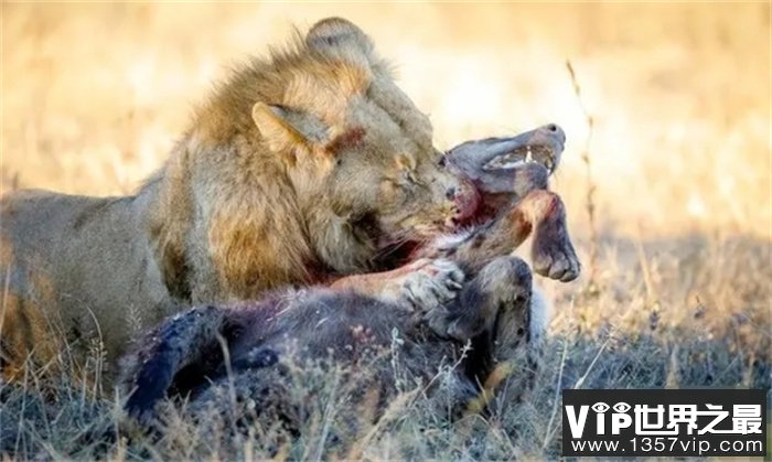 狮子那么厉害，为什么不把烦人的鬣狗全部消灭，以消除威胁？