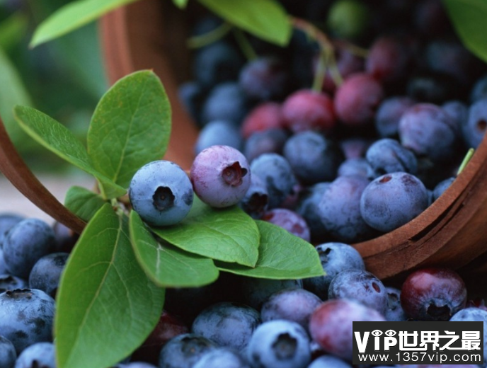 每天给孩子吃一盒蓝莓视力真的会变好吗 吃蓝莓有助于缓解甲状腺问题吗