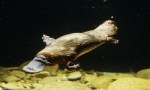 世界上最原始的哺乳动物，鸭嘴兽在2500万年前就已出现