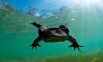 世界上最大的水蛙，的的喀喀湖蛙体长可达半米