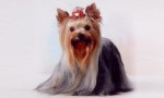 世界上最漂亮的狗，约克夏梗犬毛发细长柔滑，宛若娇俏少女