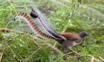 世界上尾羽最长的雀，琴鸟尾羽长达70厘米