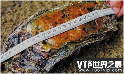 世界上最大的牡蛎，长逾30厘米重4斤