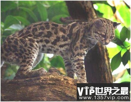 美洲最小的猫科动物，南美林虎猫体长不足半米