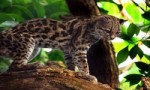 美洲最小的猫科动物，南美林虎猫体长不足半米