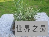 世界上最小的竹子