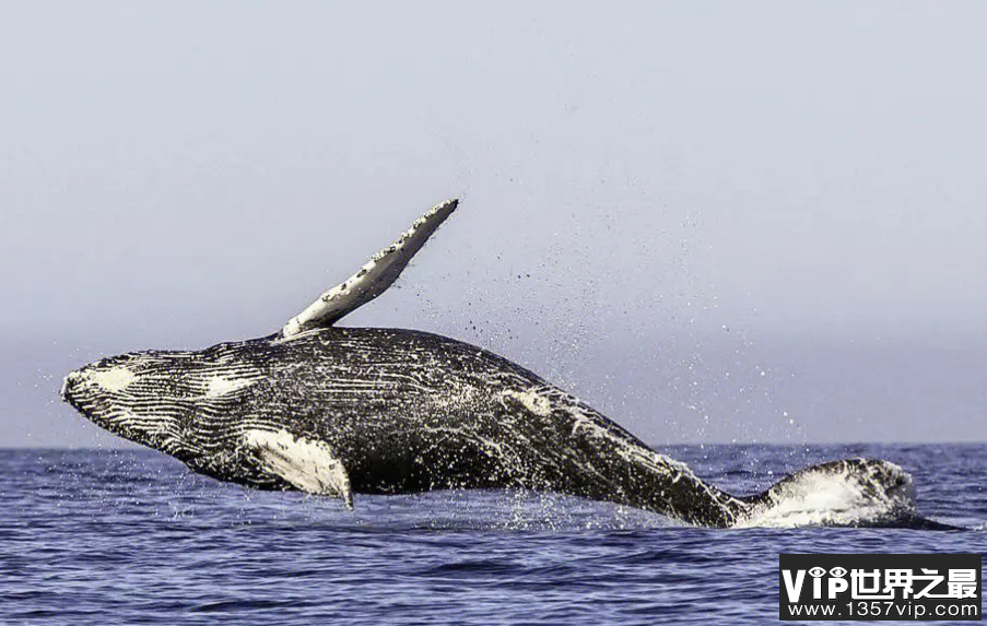 哪种海洋动物是哺乳动物中迁徙距离最长的 神奇海洋10月12日答案