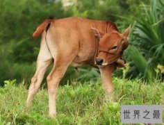 世界上最小的牛，天台小狗牛仅一般狗大
