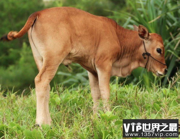 世界上最小的牛，天台小狗牛仅一般狗大小