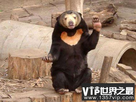 世界上最小的熊，成年体都不超过1米5