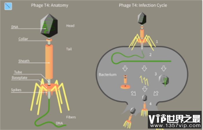 生物相生相克  病毒的天敌又是什么  可以利用病毒天敌防疫吗