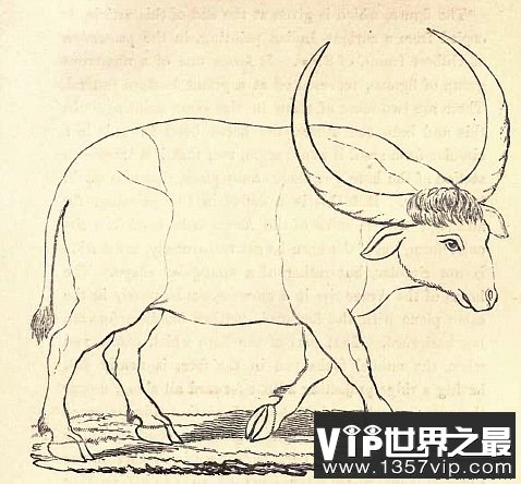 世界上最长的动物角