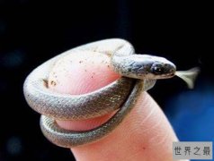 世界上最小的蛇，还没有一枚硬币大