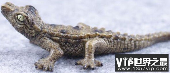 世界上最小的鳄鱼，尽显萌态，体长1.5-1.9米