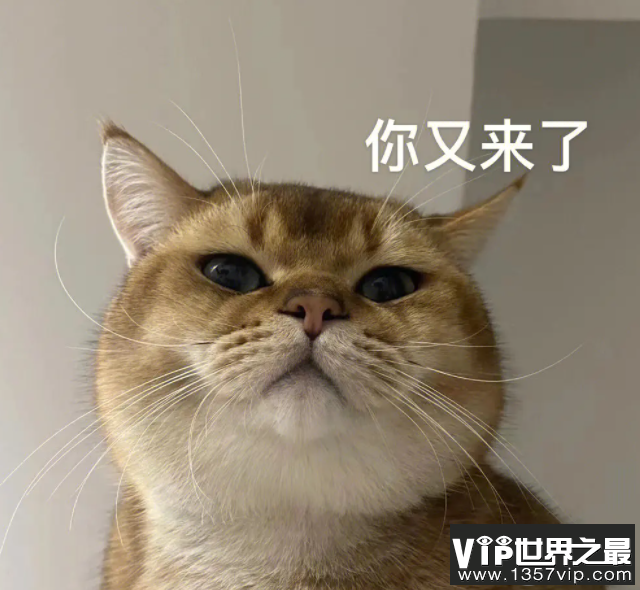 研究发现猫有276种表情 猫猫高兴的时候是怎样的