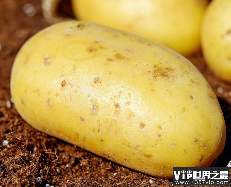 人们常吃的土豆是植物的哪部分 蚂蚁庄园10月20日答案