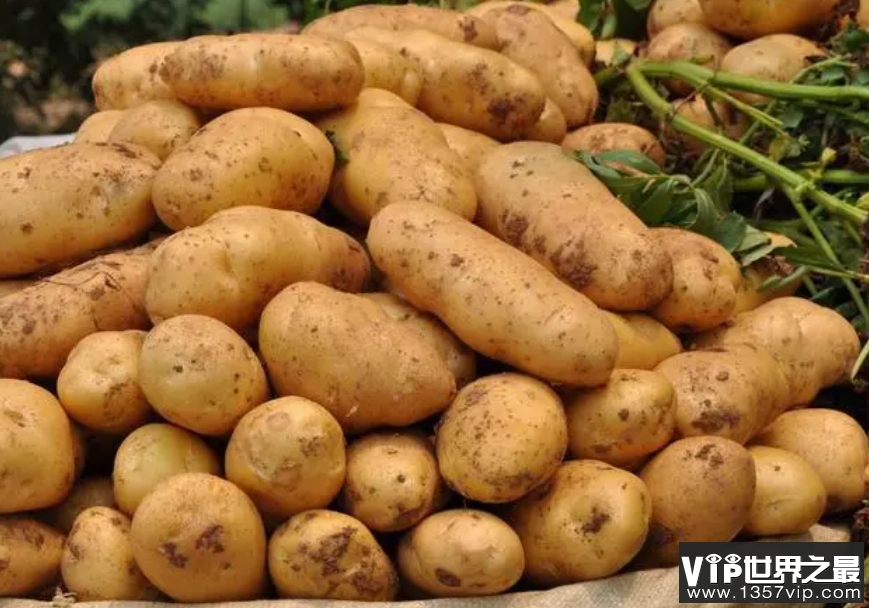 人们常吃的土豆是植物的哪部分 蚂蚁庄园10月20日答案