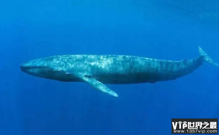 海洋中的蓝鲸和陆地上的非洲象谁的重量更大 神奇海洋10月20日答案