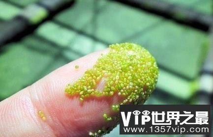 世界上最小的花，比芝麻都小的花。