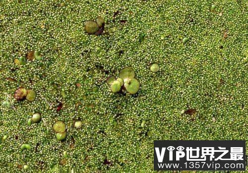 世界上最小的花，比芝麻都小的花。
