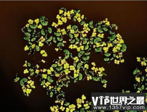 世界上最小的花，比芝麻都小的花。