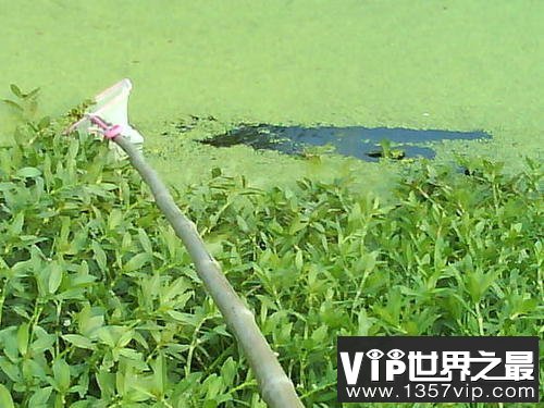 世界上最小的花，比芝麻都小的花。