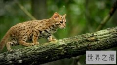 世界上最小的野猫，体重仅4斤却是顶级的猎食者