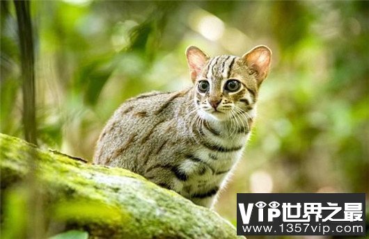 世界上最小的野猫，体重仅4斤却是顶级的猎食者