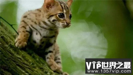 世界上最小的野猫，体重仅4斤却是顶级的猎食者