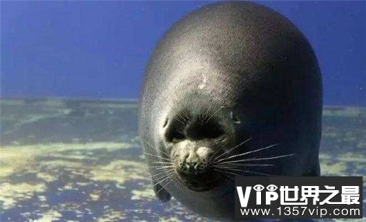世界上最小的海豹，贝加尔海豹体长1米，是唯一生活在湖泊中的海豹