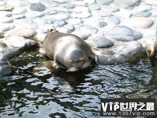 世界上最小的海豹，贝加尔海豹体长1米，是唯一生活在湖泊中的海豹