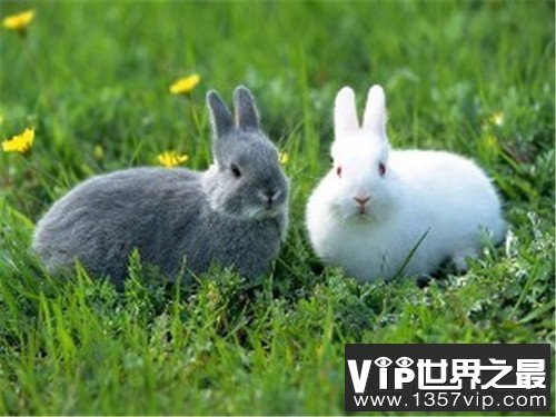 世界上最小的兔子，这些小兔子简直萌翻了