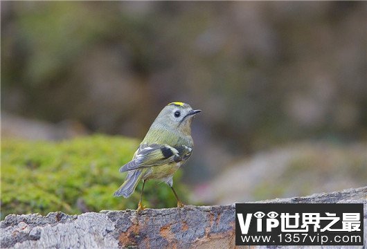 世界上最小的鸟，吸蜜蜂鸟体长仅3厘米（和硬币一样重）