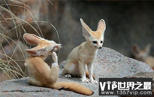 世界上最小的狐狸，耳廓狐体长30厘米（如小猫一般）