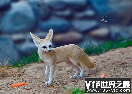 世界上最小的狐狸，耳廓狐体长30厘米（如小猫一般）