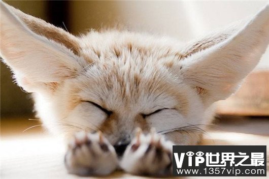 世界上最小的狐狸，耳廓狐体长30厘米（如小猫一般）