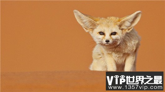 世界上最小的狐狸，耳廓狐体长30厘米（如小猫一般）